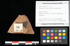 Foto (Objekt + Etikett) von Phyllerium palaeocassiae Ettingshausen (NHMW-GEO-2024-0188-0014)